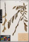 Foto von Salix daphnoides Vill.